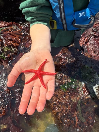 Tide Pooling