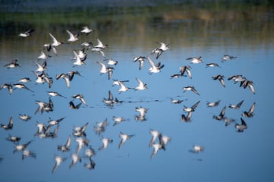 Sand Pipers
