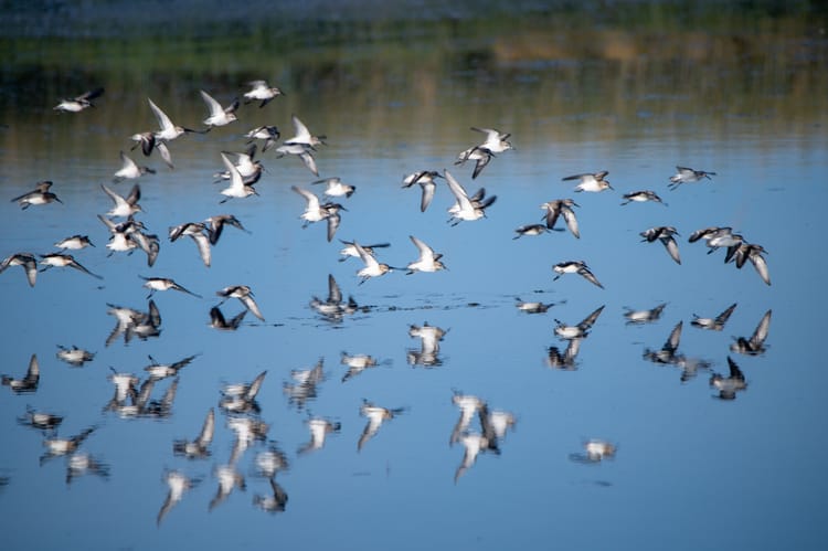 Sand Pipers